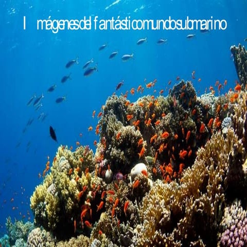Imagenes del mundo submarino
