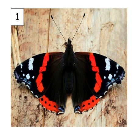 imagenes_para identificar_con números.pdf