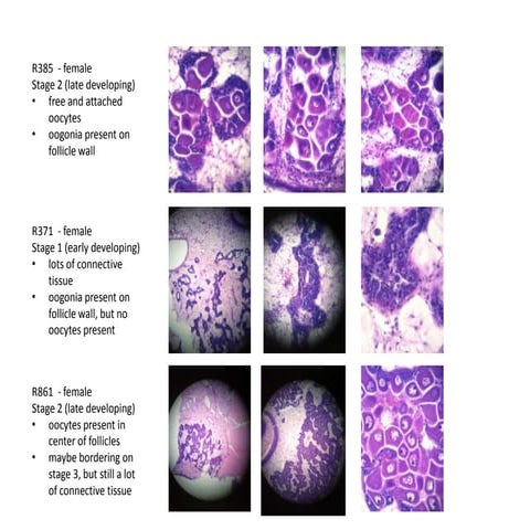 Images histology day0