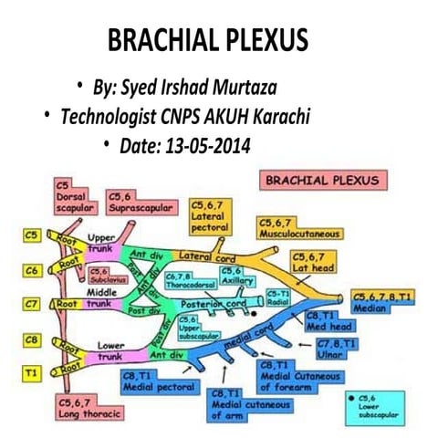 Anatomy of Brachial Plexus (by Murtaza Syed AKUH Karachi)