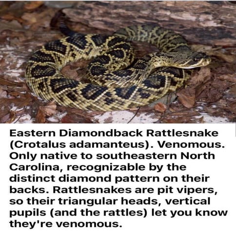 Eastern Diamondback Rattlesnake | PDF
