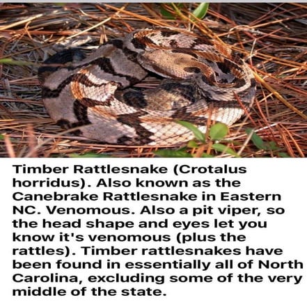 Timber Rattlesnake | PDF