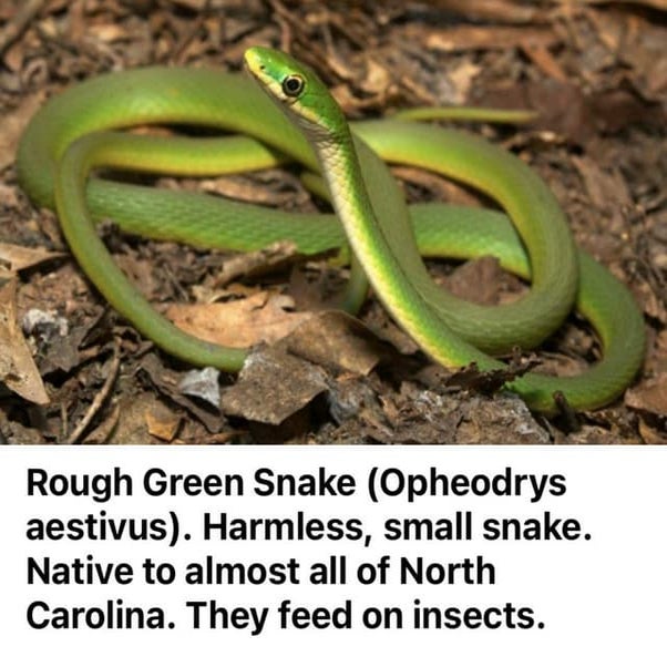 Rough Green snake | PDF