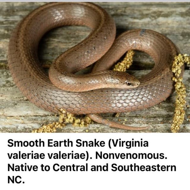 Smooth Earth Snake PPT