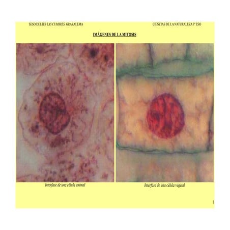 Imágenes de la mitosis