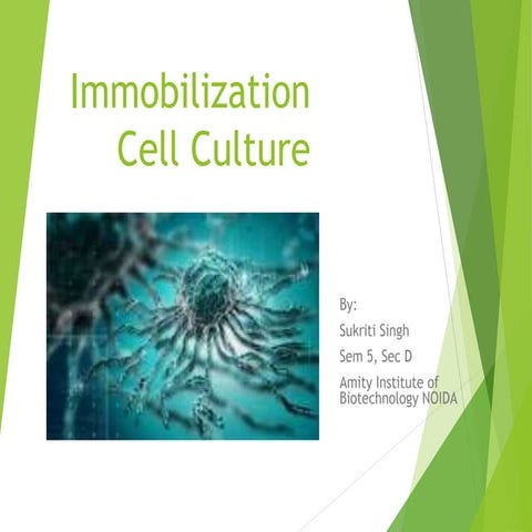 Immobilisation cell culture