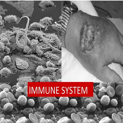 Immune 20132014 (1)