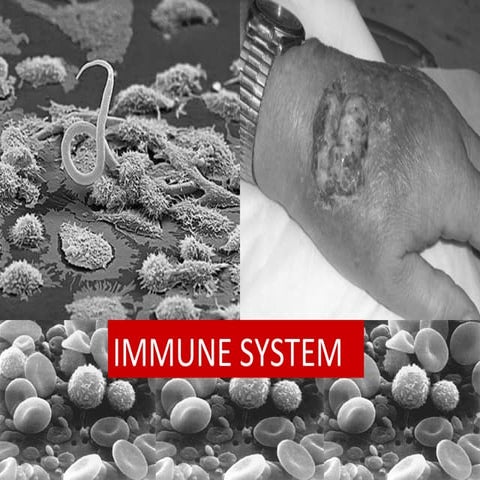 Immune System