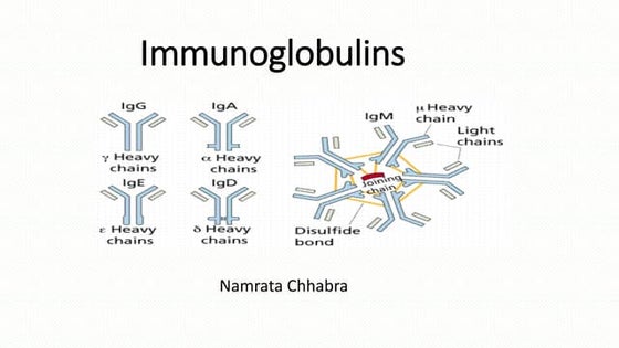 Immunoglobulins | PPT