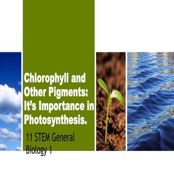 Importance of Chlorophyll and other pigments in photosynthesis.pptx