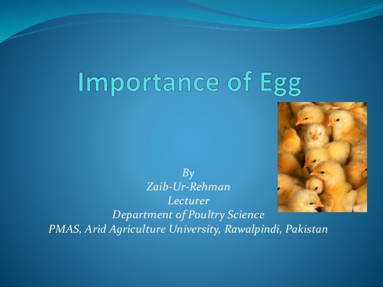 Importance of egg