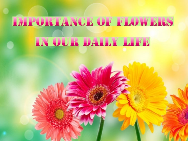 Importance of flowers in our daily life