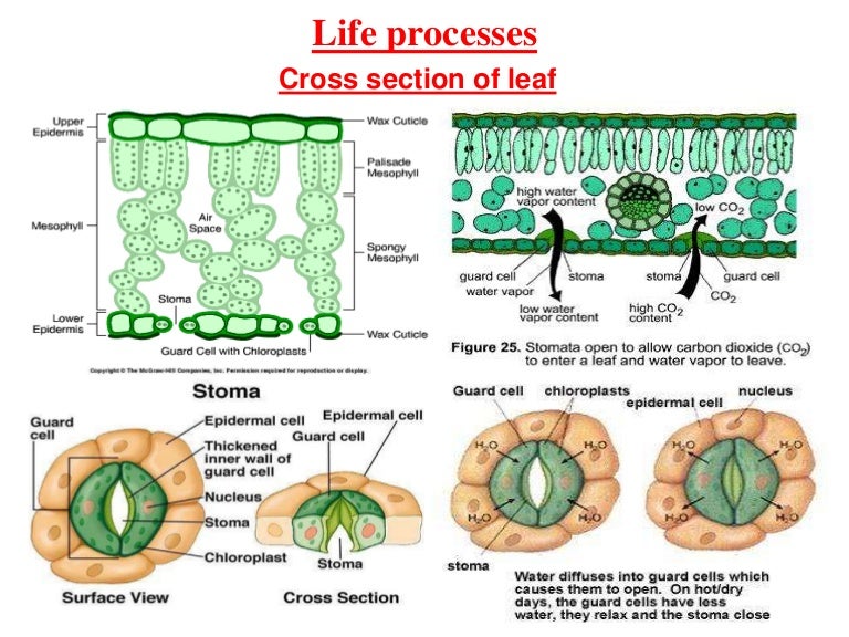 Important Diagrams In Biology Ppt