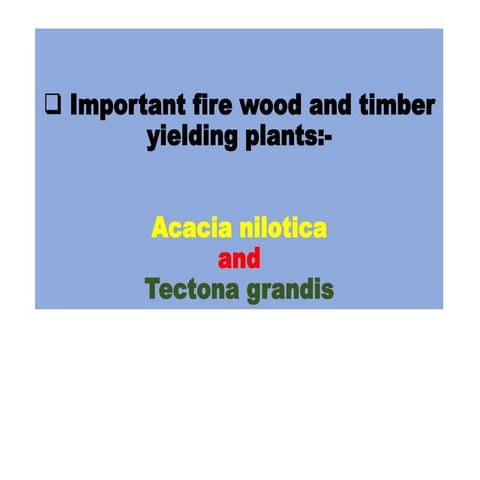 Important fire wood and timber yielding plants acacia nilotica and tectona gr...