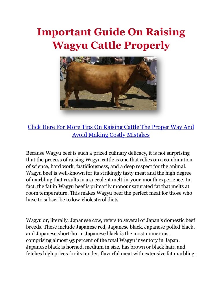 Important Guide On Raising Wagyu Cattle Properly