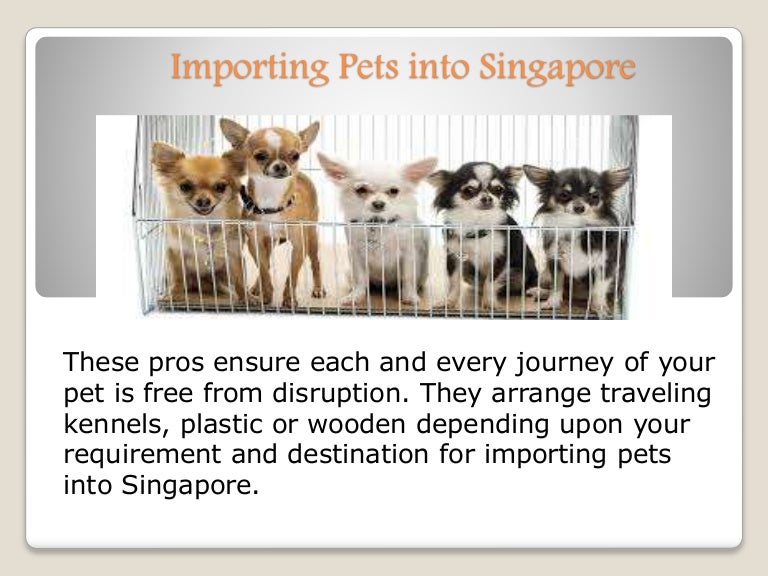 Importing pets into singapore