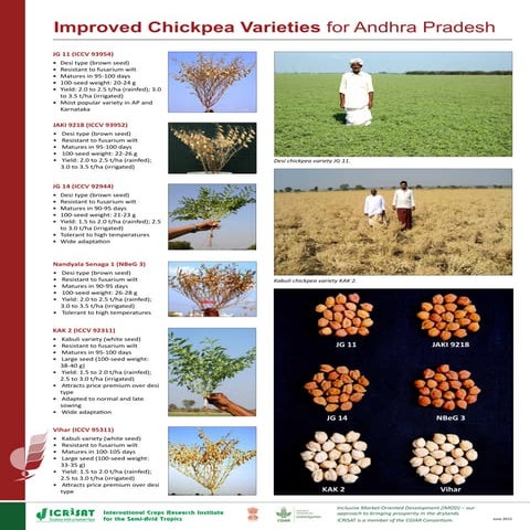 Improved chickpea varieties for Andhra Pradesh