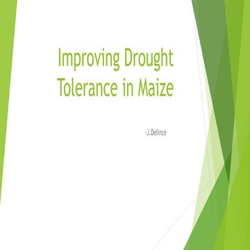 Improving drought tolerance in maize (zea mays)