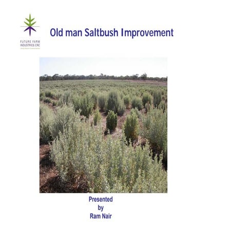 Improving saltbush
