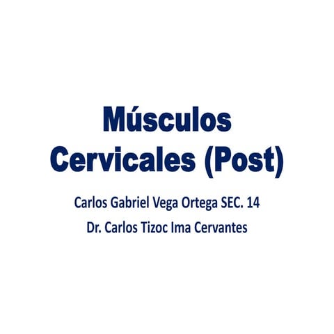 ´Músculos de la región cervical posterior
