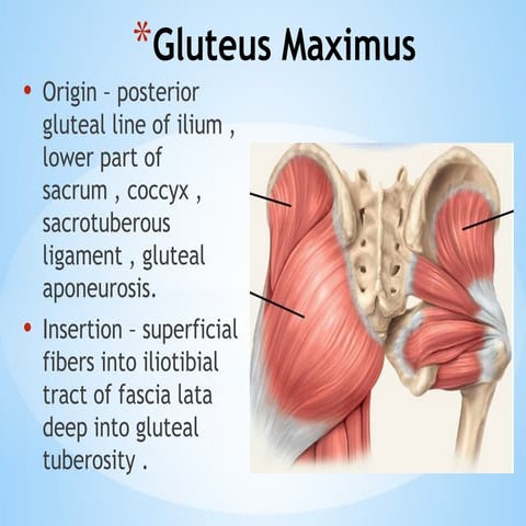 IMT lower extremity muscles testing.pptx