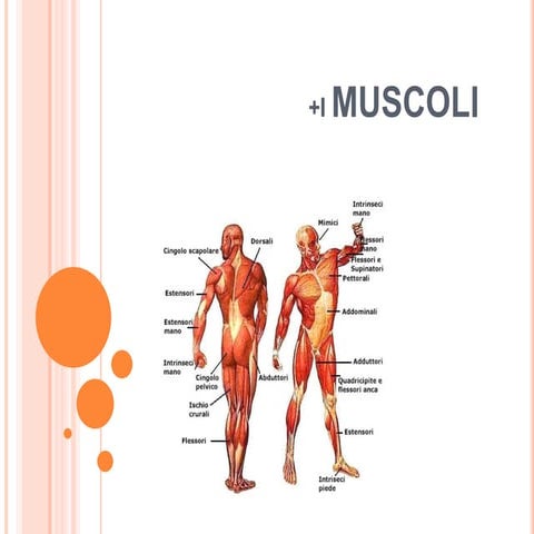 I muscoli | PPTX