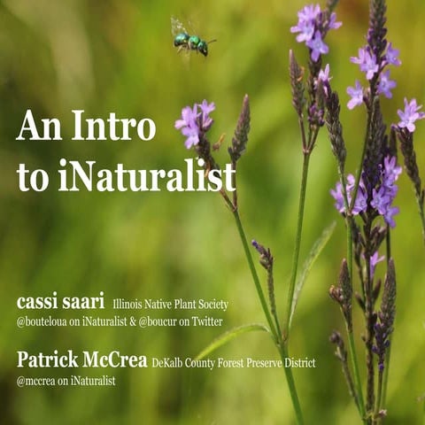 iNaturalist Workshop (IACD Conference February 2020)