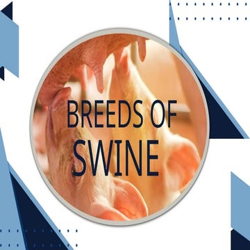 The different breeds of swine | PPTX