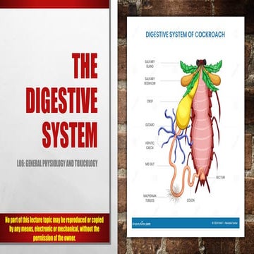 Digestive system of Insects | PPTX
