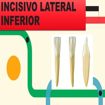 Incisivo central inferior e incisivo lateral inferior | PPTX