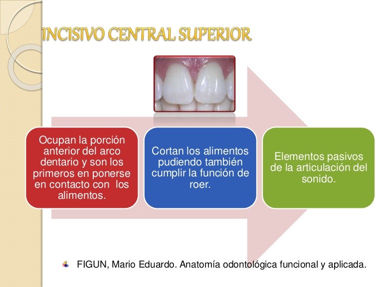 Incisivo central superior Incisivo central superior