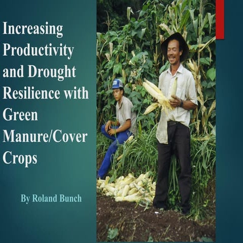 Increasing productivity and drought resilence with green manure/cover crops