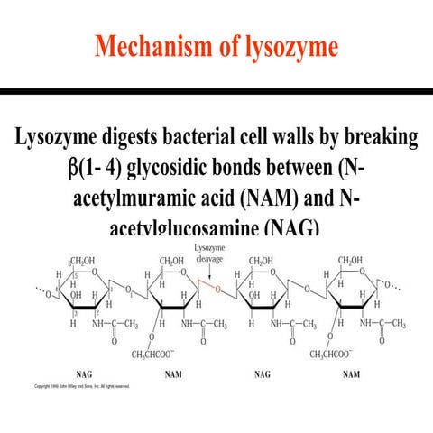 In depth lysozyme studies by inspecting cellular mechanisms