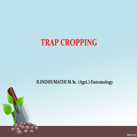 Trap crops in pest management