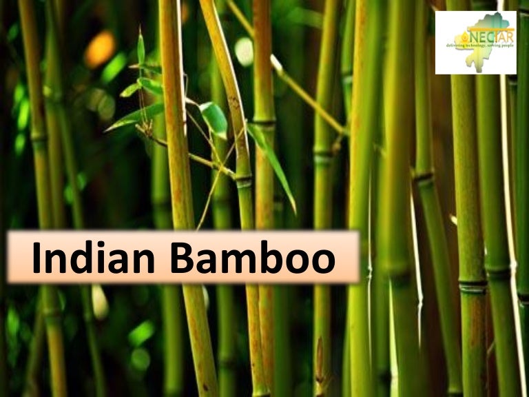 Indian bamboo