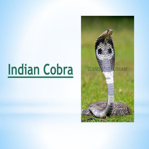 Indian cobra | PPT