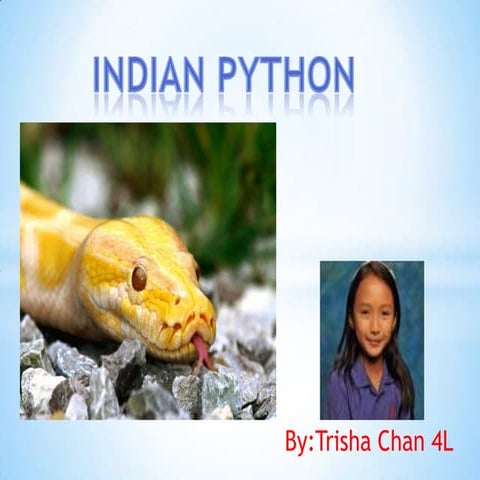 Indian python | PPT