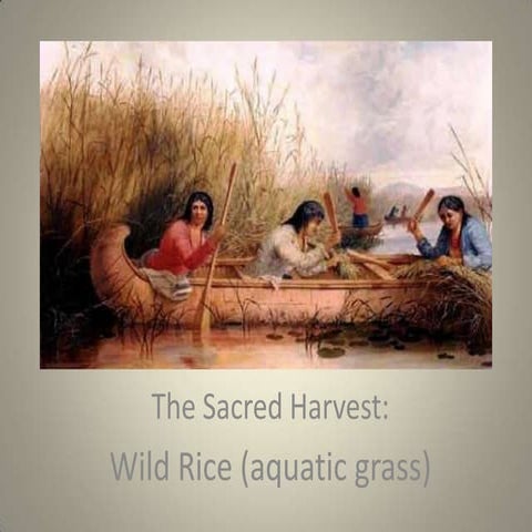 Wild Rice