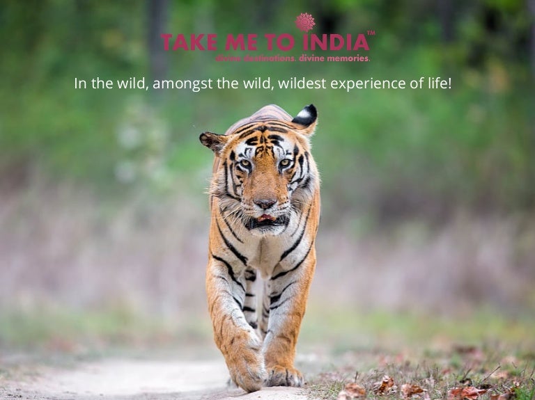 Wildlife Wildlife