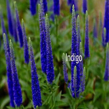 Indigo powerpoint