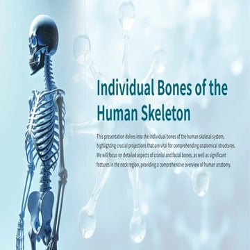 Individual Bones of the Human skeleton system....pdf