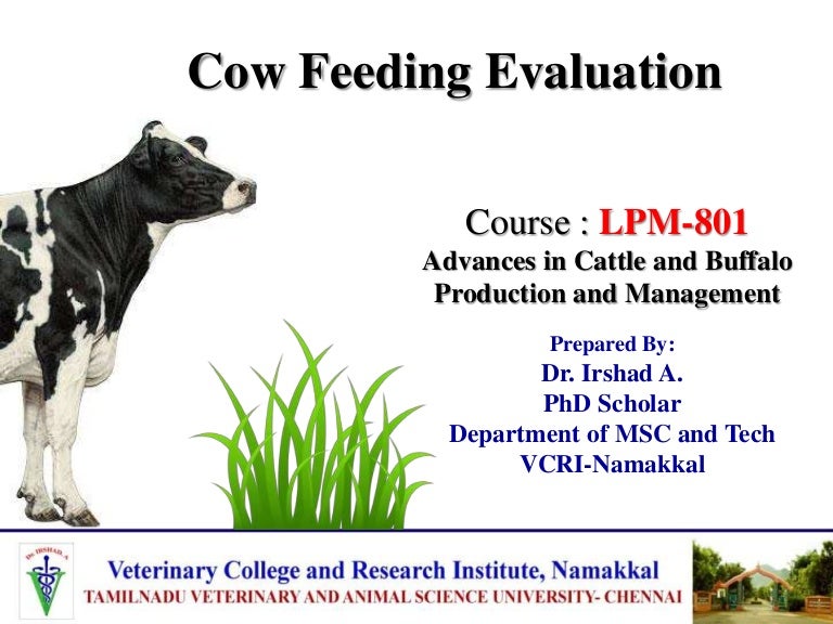 Cow Feeding Evaluation