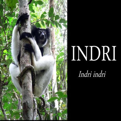 Conservation Class: The Indri 