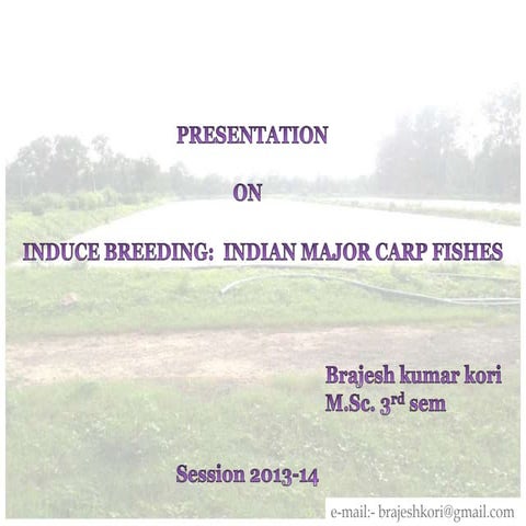 Induce breeding indian major carp bkk | PPTX