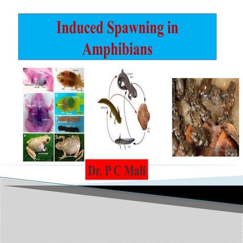 Induce Spawning In amphibia.pptx by Vishal mehra | PPTX