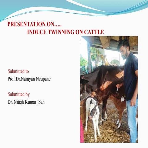 INDUCE TWINNING ON CATTLE BY HORMONAL METHOD.pptx