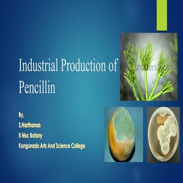 Industrial production of pencillin