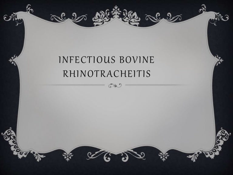 Infectious bovine rhinotracheitis