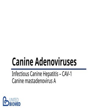 Infectious Canine Hepatitis Virus - CAV-1
