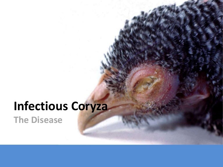 Infectious Coryza_The Disease